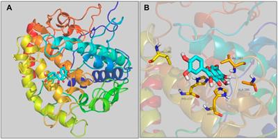 Inhibition mechanism investigation of quercetagetin as a potential tyrosinase inhibitor